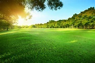 Sunlight and Greenspace