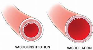 Vasodilation by nitric oxide can help prevent CVD